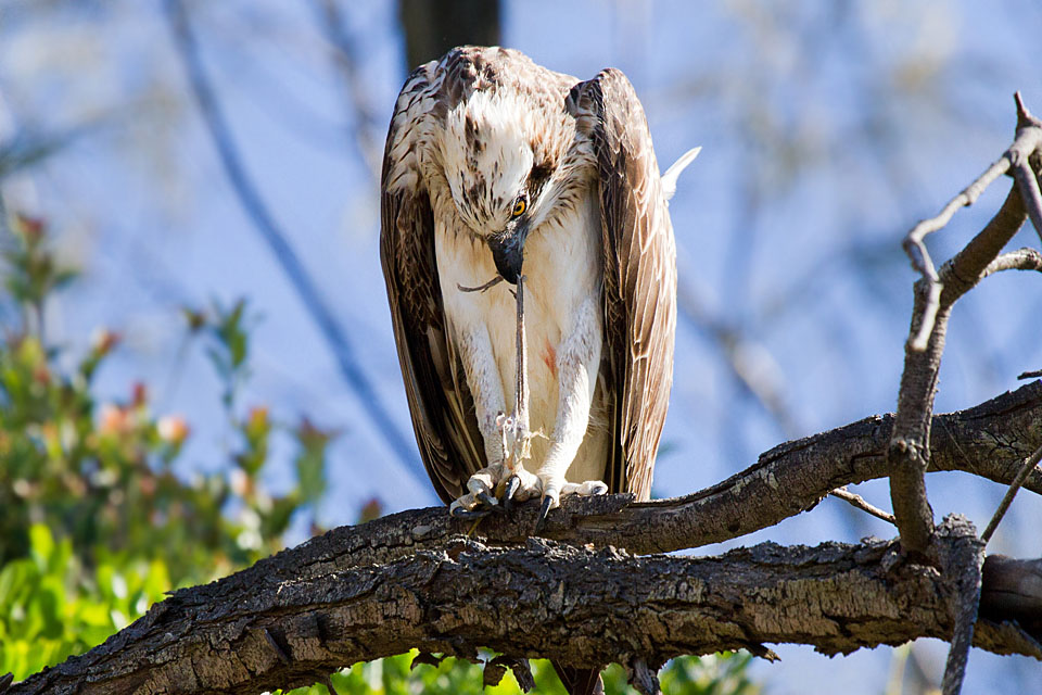 Eastern Osprey (Pandion cristatus)